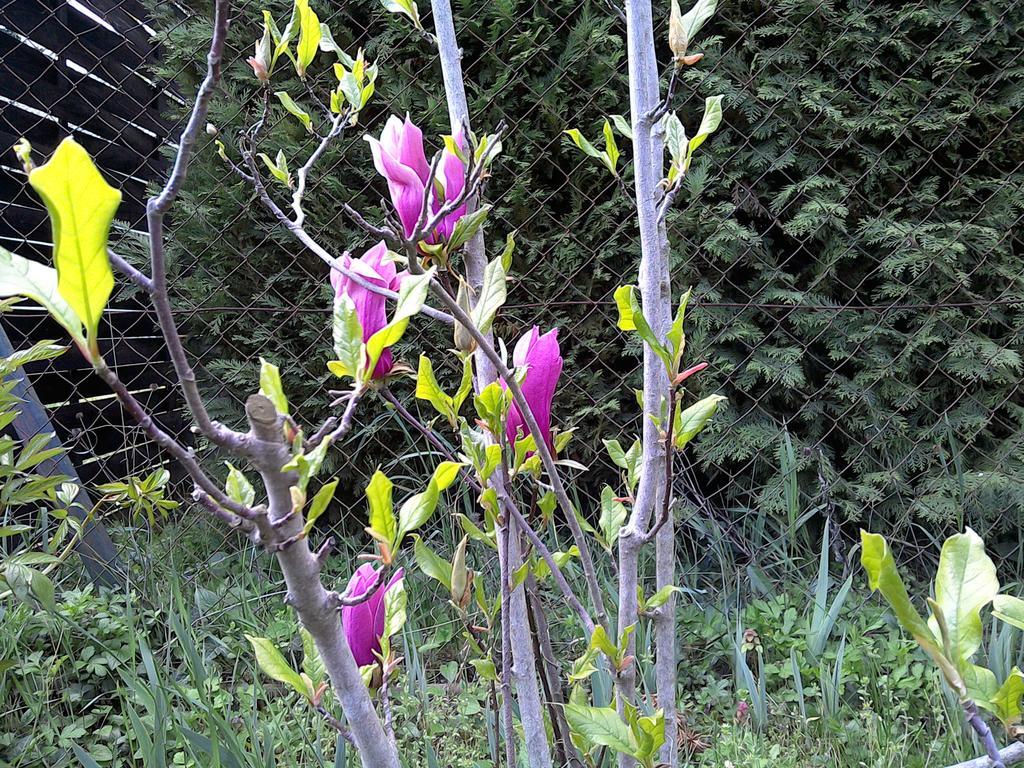 Akacfa Hortenzia Apartman Zalakaros Luaran gambar